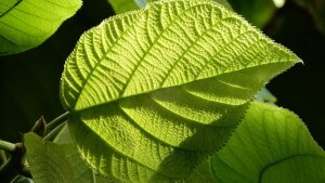 Sunlit leaf of Myriocapa stipitata (Stalked Centaury) in the Jena Botanical Garden.